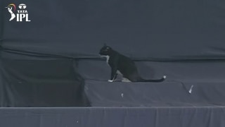IPL 2022: काली बिल्ली ने रोका बैंगलोर vs हैदराबाद मैच, फैंस हुए हैरान